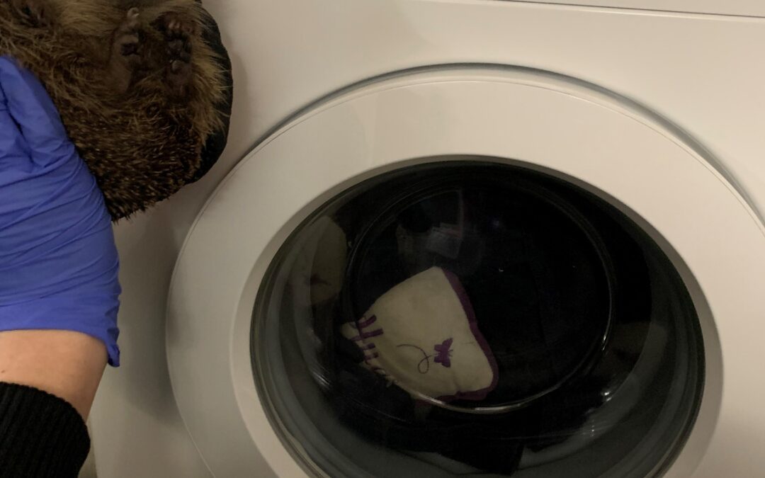 AO donates appliances to local hedgehog rescue