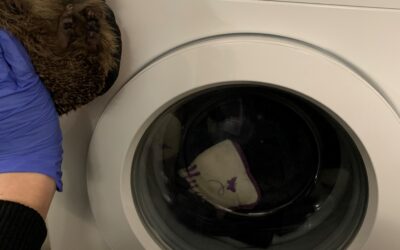 AO donates appliances to local hedgehog rescue